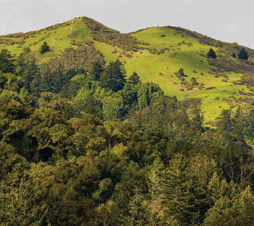 Mount Diablo. Other trails offer views to the southwest, including the hills of the neighboring Midpen’s Windy Hill Open
