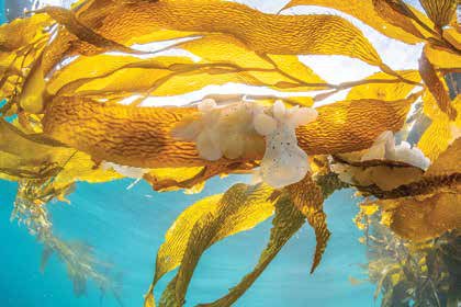 Lion’s Mane Nudibranchs