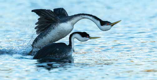 Grebes