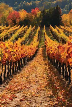 Time at the Winery!